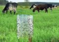 Indicação propõe ações integradas para prevenir surtos da mosca-dos-estábulos em MS