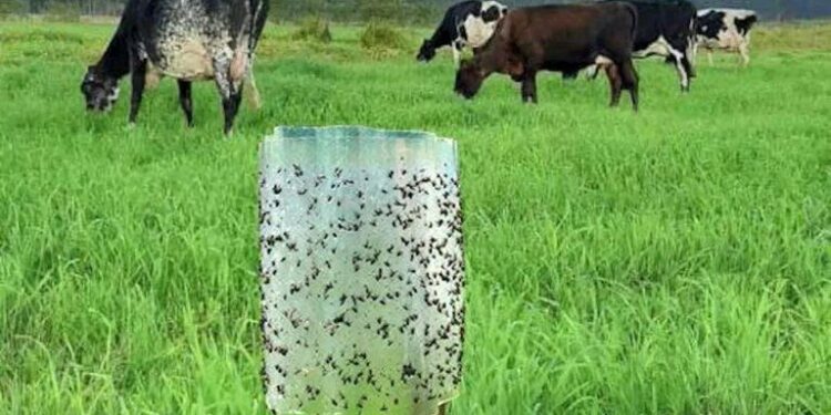 Indicação propõe ações integradas para prevenir surtos da mosca-dos-estábulos em MS