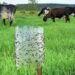 Indicação propõe ações integradas para prevenir surtos da mosca-dos-estábulos em MS