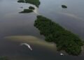 Países consideram insuficientes ações contra crise da biodiversidade
