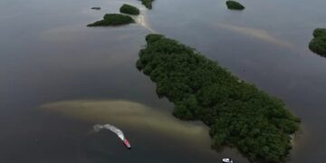 Países consideram insuficientes ações contra crise da biodiversidade